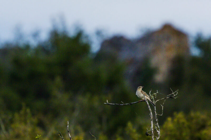 Pipit rousseline sur le Larzac